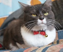 猫写真