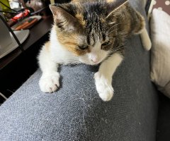 ネコ写真