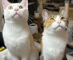 猫写真