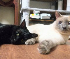 猫写真