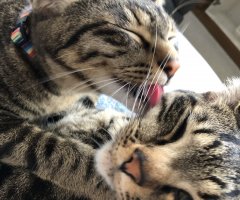 猫写真