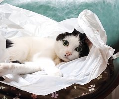 猫写真