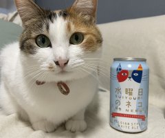 猫写真