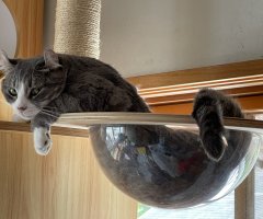 猫写真