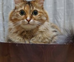 ネコ写真