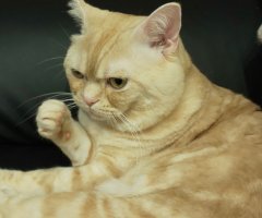 ネコ写真