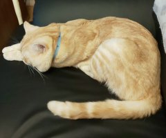 ネコ写真