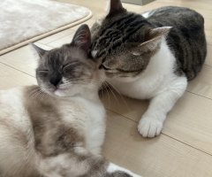 ネコ写真