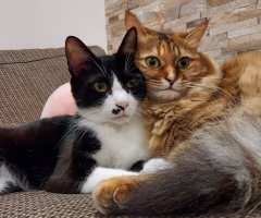 ネコ写真