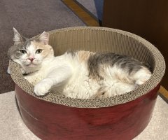 ネコ写真