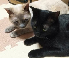 ネコ写真