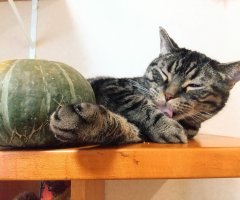 ネコ写真