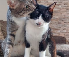 ネコ写真