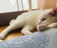 ネコ写真
