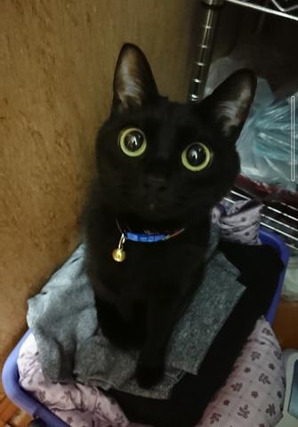 ここで出逢った黒猫おはぎさん - ネコ写