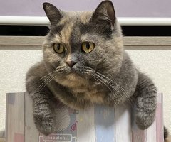 ネコ写真