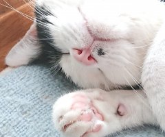 ネコ写真
