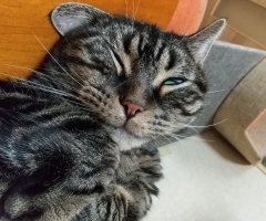 ネコ写真