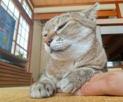 ネコ写真