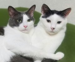 ネコ写真