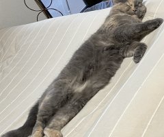 ネコ写真