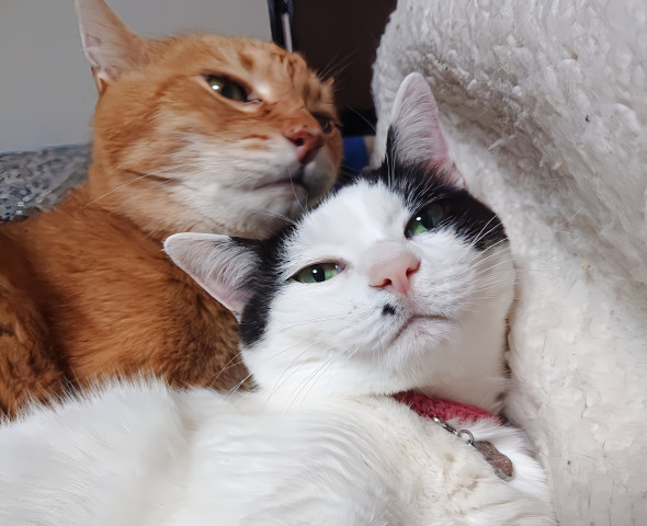 ギターにじゃれるねこちゃんチャーム　紫とら ギターにじゃれるねこちゃんチャーム とらねこ ギターにじゃれるねこ