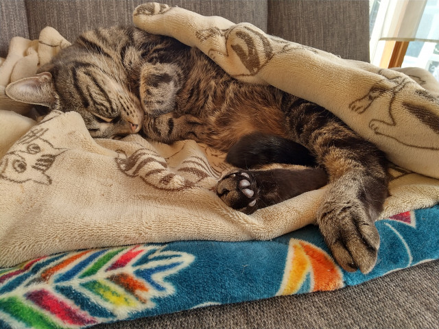 ぐでねこチャンチャーム　ひまわり×ミケ猫 ぐでねこチャンチャーム ひまわり×ミケ猫