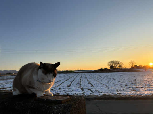 ☆初日の出とお正月猫ちゃんピアス☆① ☆初日の出とお正月猫ちゃんピアス