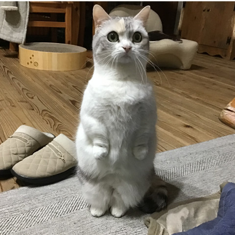 マンチカン立ち❣️ - ネコ写