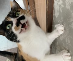 猫写真