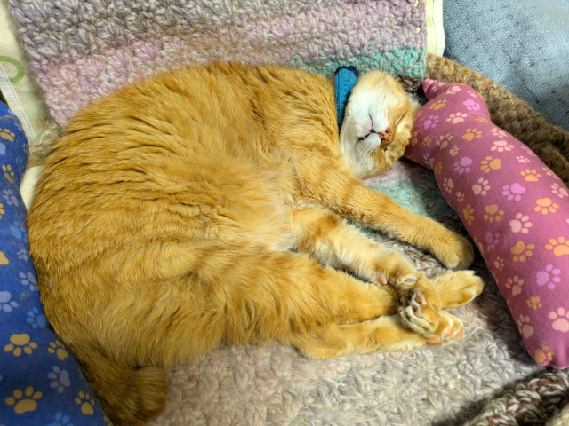 ギターにじゃれるねこちゃんチャーム 黄とら ギターにじゃれるねこ