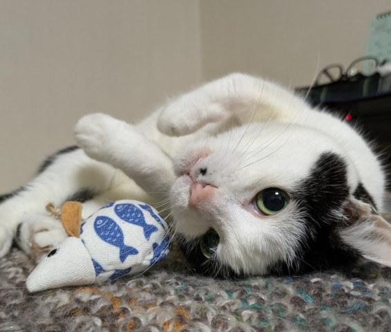 ギターにじゃれるねこちゃんチャーム　紫とら ギターにじゃれるねこちゃんチャーム紫とら