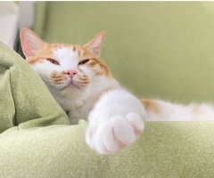 ネコ写真