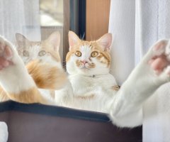 猫写真
