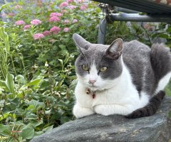 猫写真