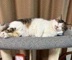 猫写真