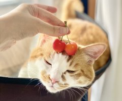 猫写真