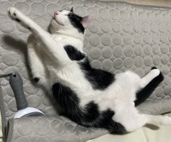 ネコ写真