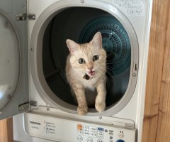 ネコ写真