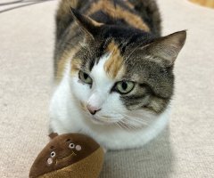 ネコ写真