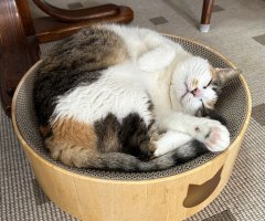 ネコ写真