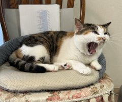 ネコ写真
