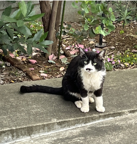 ハチワレ男爵 - ネコ写