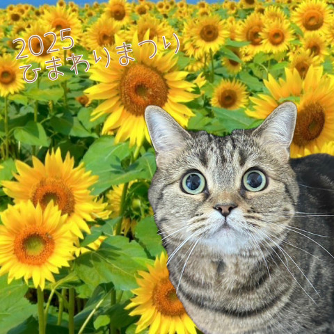 2025ひまわり🌻祭り〜アメリ - ネコ写