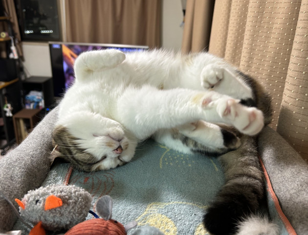 ネコ写真