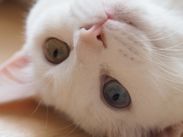 ドアップすぎにゃ！