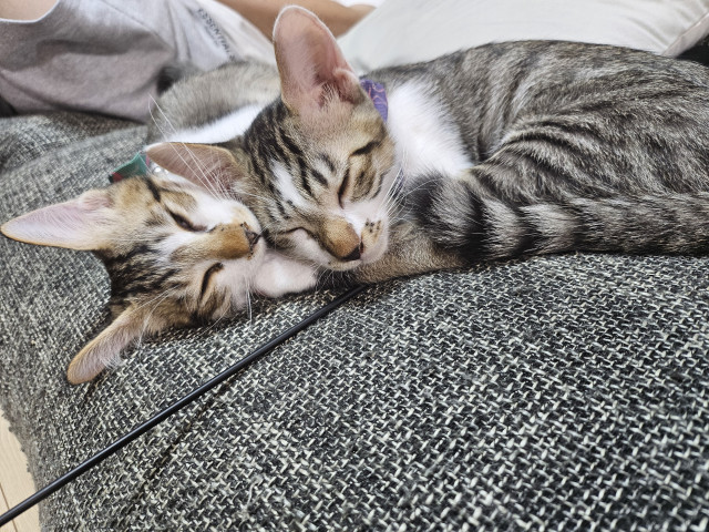 やっぱり、仲良し