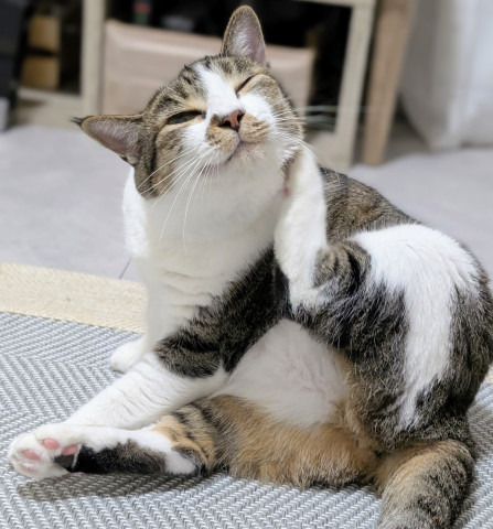 テヘッ♪︎
