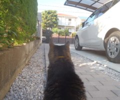 猫写真