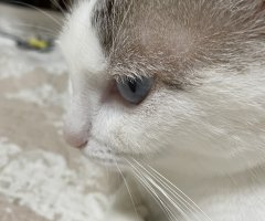 猫写真